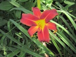 day lilly red